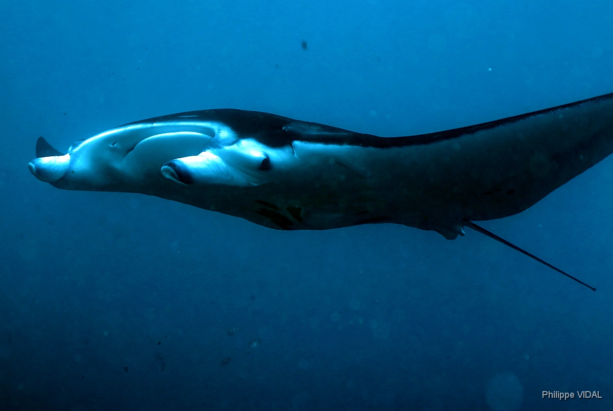Bali 2016 - Oceanic Manta Ray - Raie Manta Oceanique - Manta Birostris - IMG_5967_rc.jpg